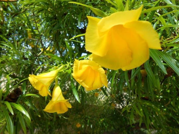 Plants Sales!!’ Rare Yellow Color Oleander/ 3 Gal