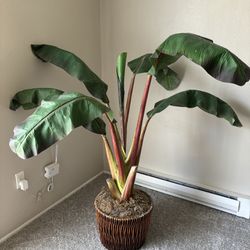 Decorative Plant 