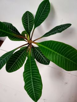 Euphorbia leuconeura