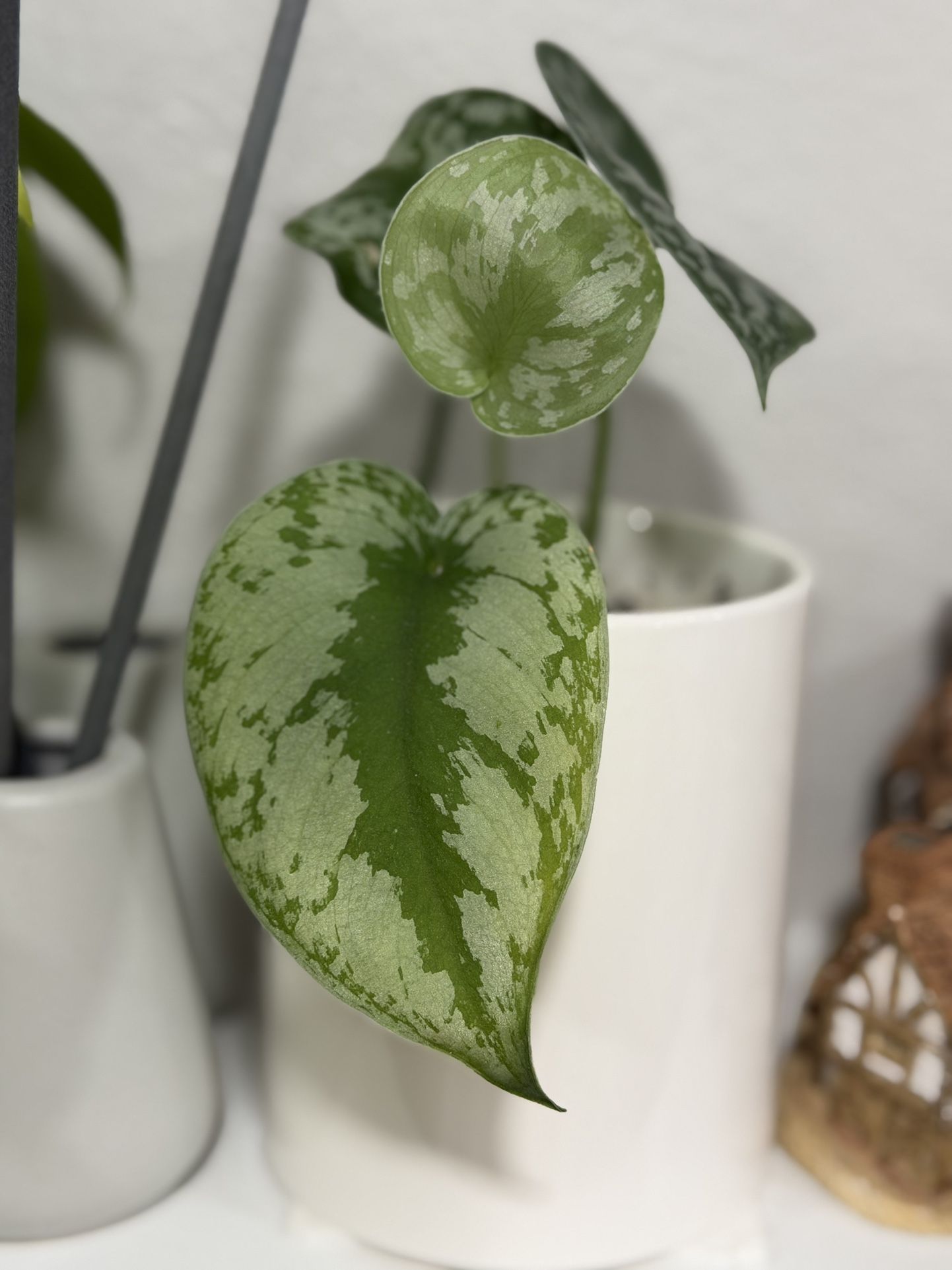 Small live pothos plant In Ceramic Pot