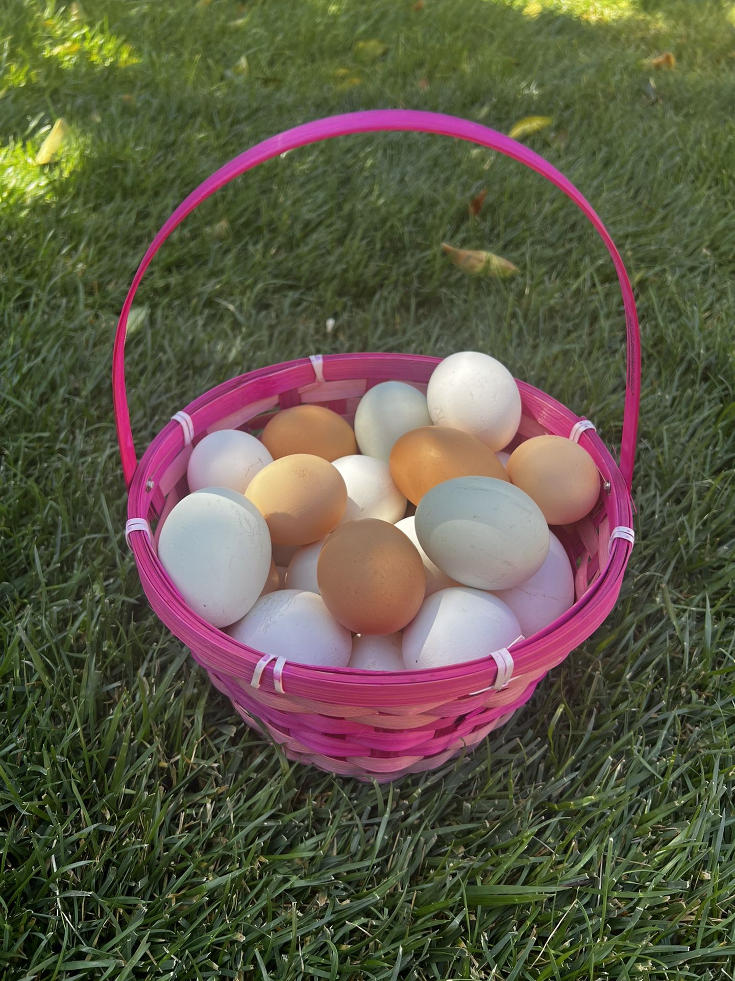 Range free eggs