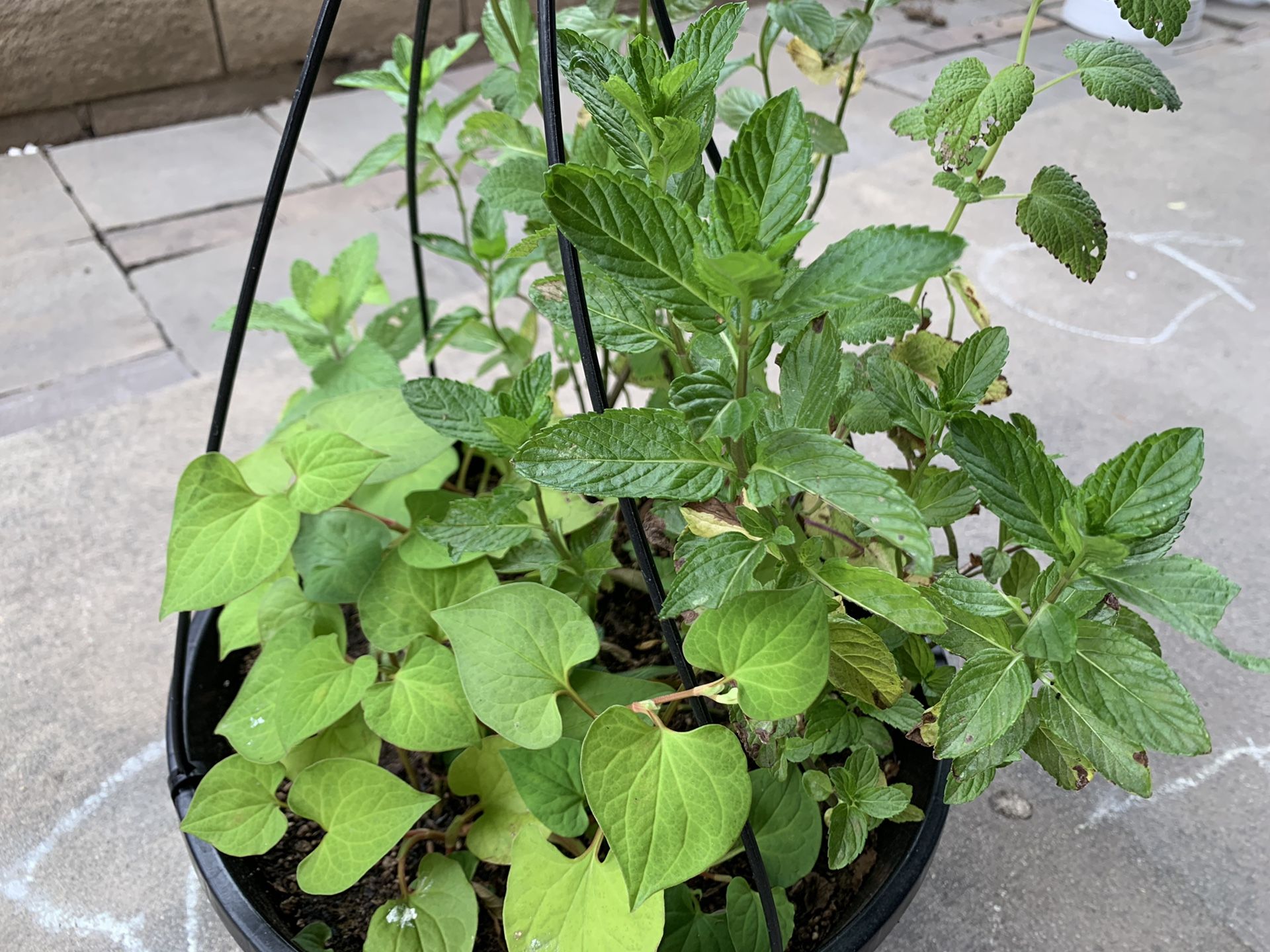 HERBS: 4 Herbs in 1 big pot. Mint+ Elsholtzia ciliata (Vietnamese Balm)+ Houttuynia Cordata (Fish Mint)+ Sawtooth Herb.