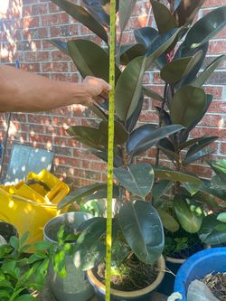 GORGEOUS FICUS BURGUNDY RUBBER TREE