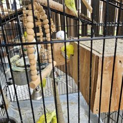Bird Cage/ Aviary Decor 