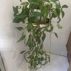Plant On Pedastel For Room