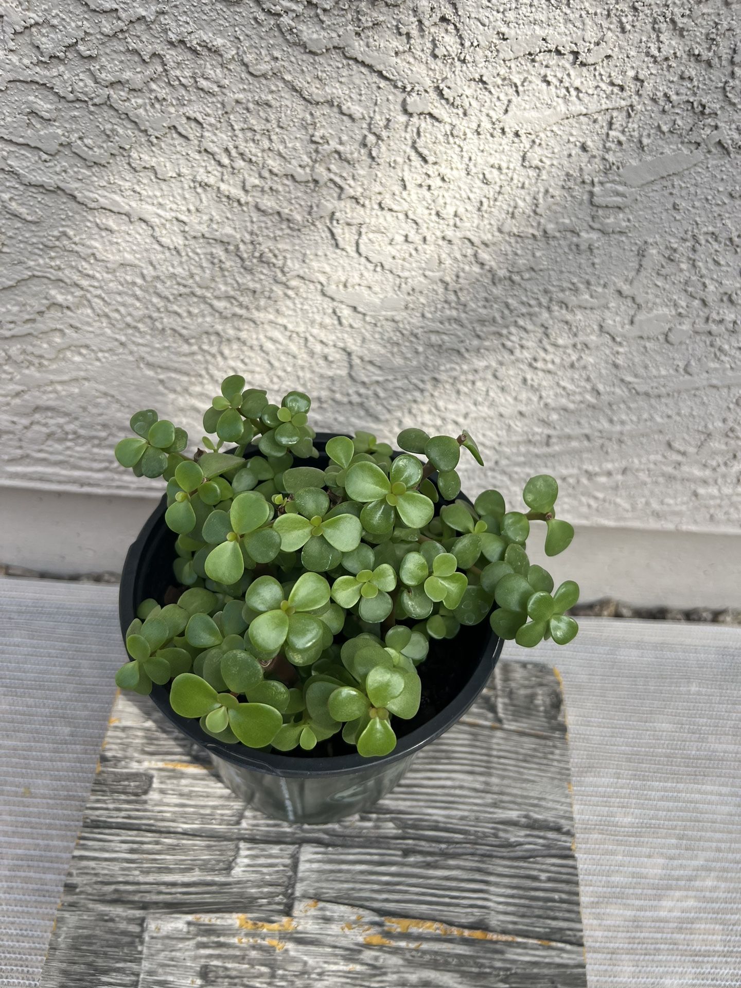 Succulent Live Plant