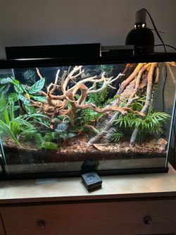 Reptile tank