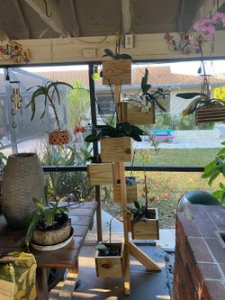 Orchid's Display