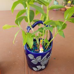 Ginger plant in ceramic pot $12.00