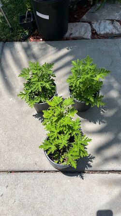 Citronella mosquito plant 5.00 each