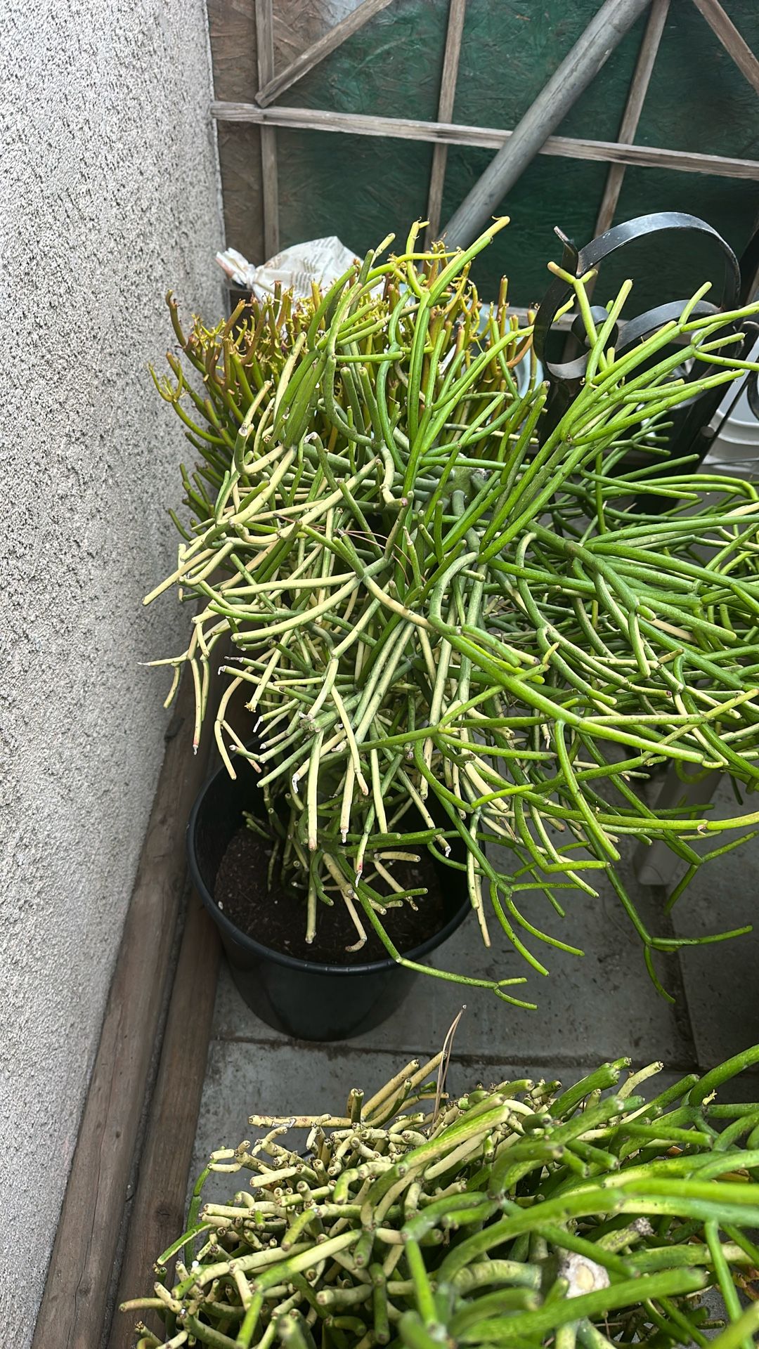 Planta Pencil