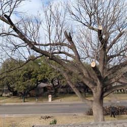 Se Hacen Trabajo De Árboles 