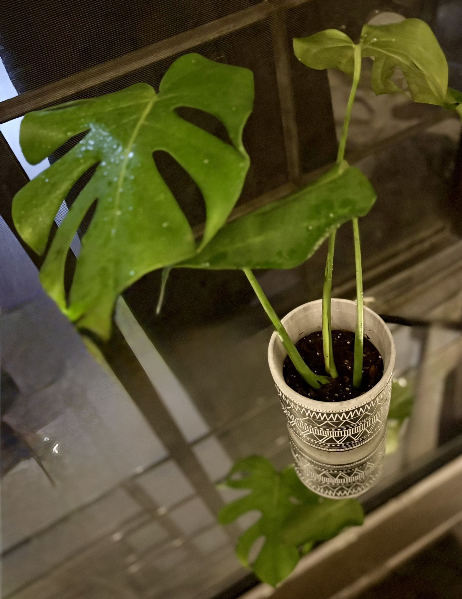 Beautiful, Healthy Monstera Deliciosa (Swiss Cheese Plant) in Decorative Pot