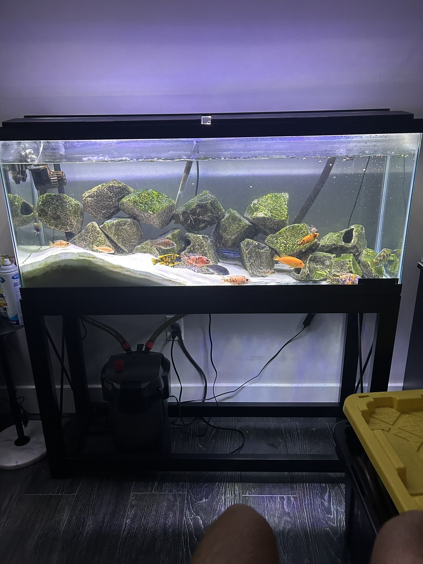 55 Gallon Fish tank Set Up