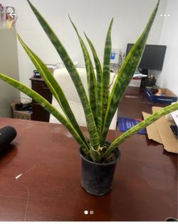 Snake plant