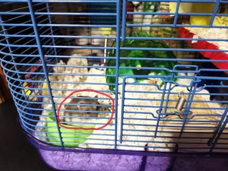 Small Hamster With A Two Level Habitat