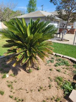 Palm Tree