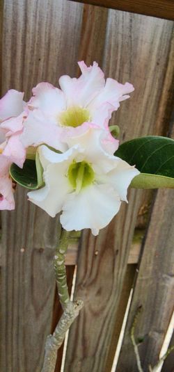 White/pink Desert Rose 