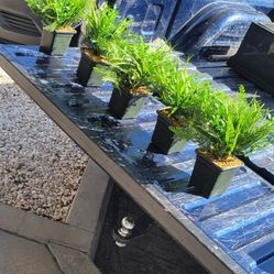 Lot Of 5 Ornamental Plants  Green 