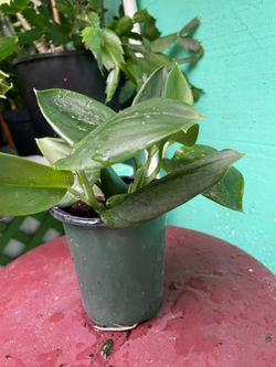 Philodendron
