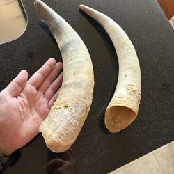Authentic Domestic Cow Horns 