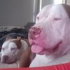 Pitbulls And Tacos