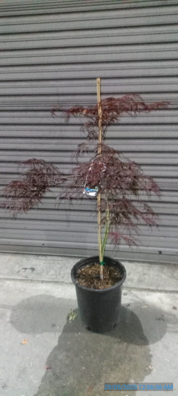 Tamukeyama Japanese Maple Tree