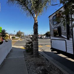 15ft Palm Tree For Sale