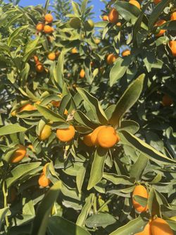Organic Kumquats