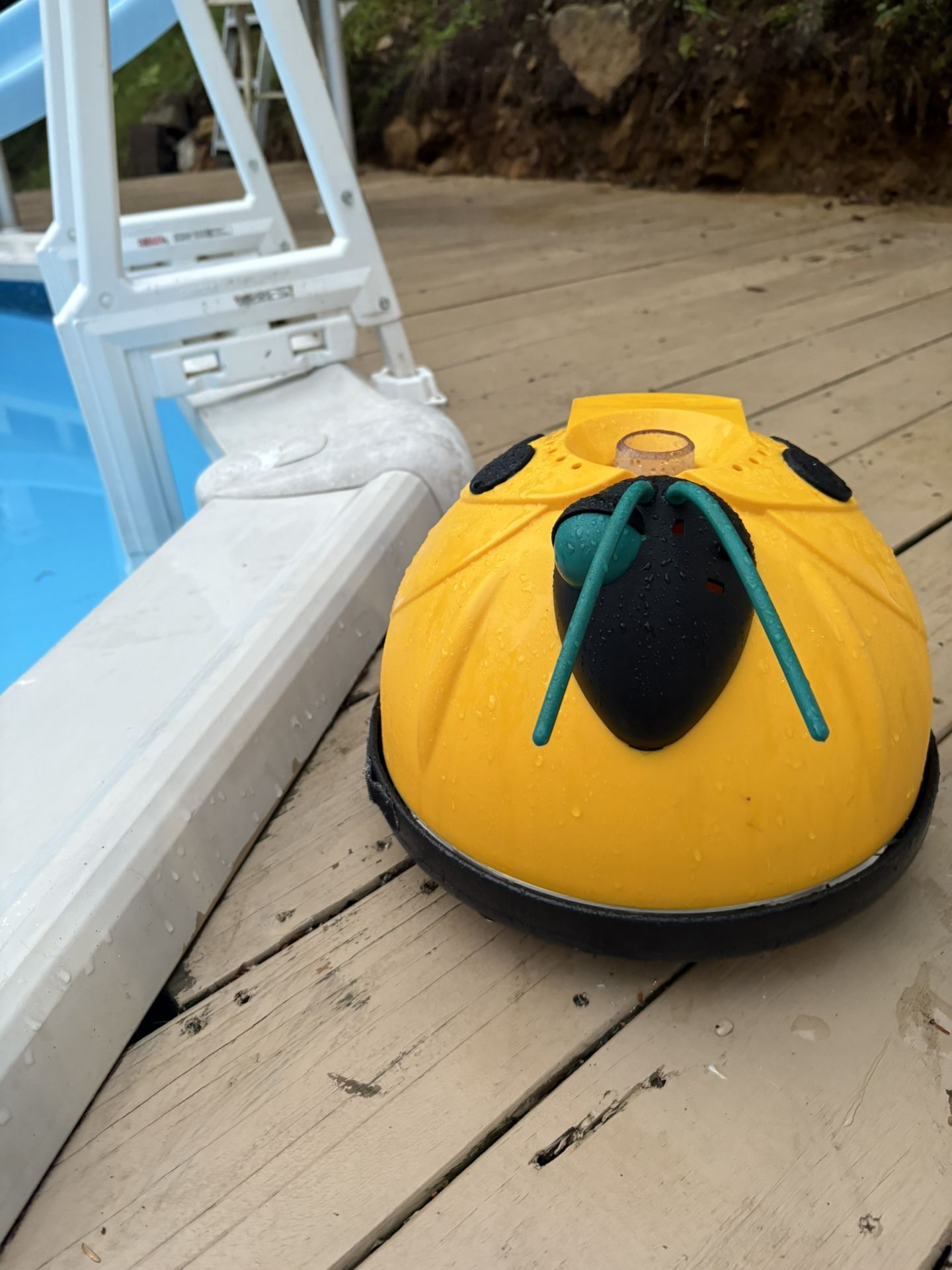Above Ground Pool Vacuum Bug