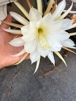 Epiphyllum Cactus  Cream color