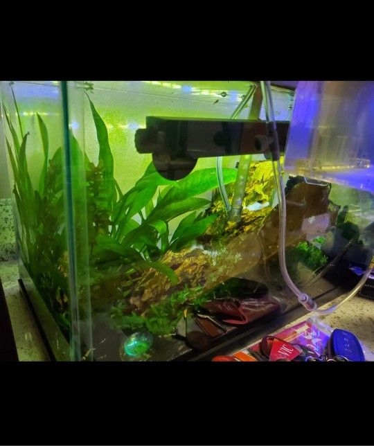 10 Gal Aquarium