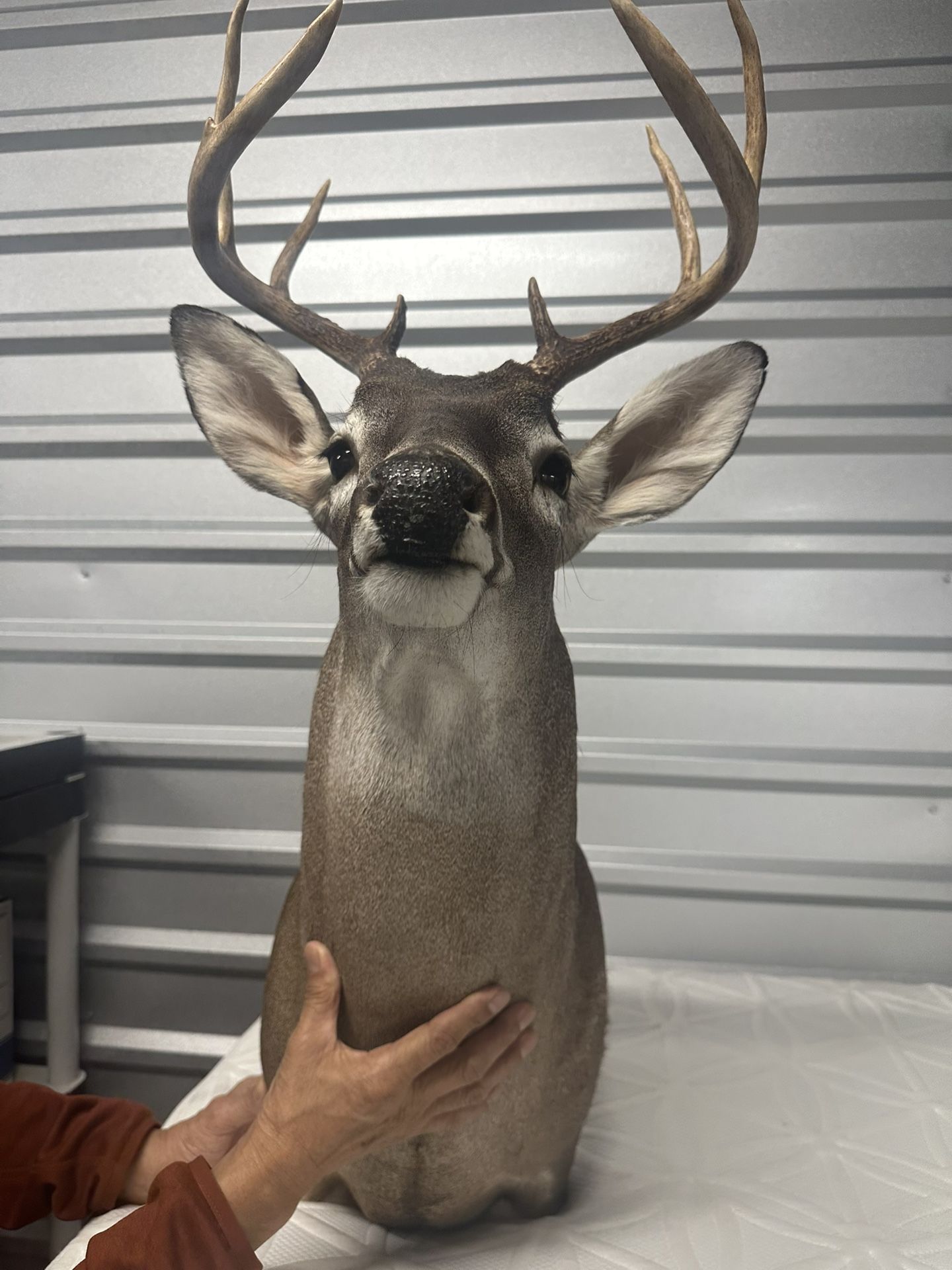 deer head mounted