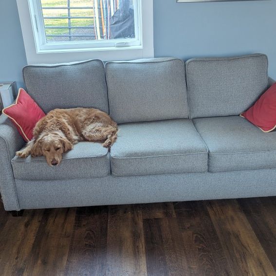 The Couch Not The Dog