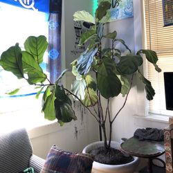 Fiddle Leaf For Sale!