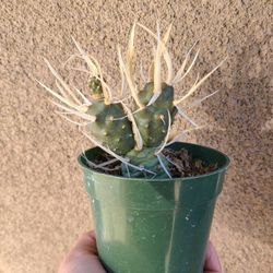 Paper Spine Cactus 
