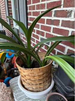 Clivia plants