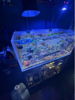 Salt water reef tank