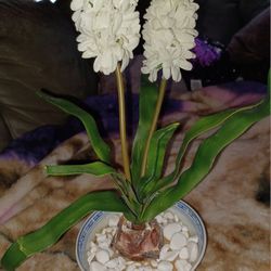 Fabric Hyacinth In China Bowl
