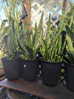 Sansevierias Snake plants