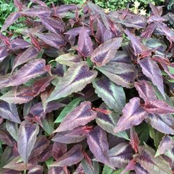 Red Dragon Persicaria Perennial Plants 