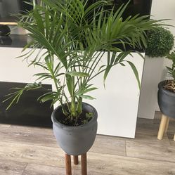 Houseplant In Mid Century Pot