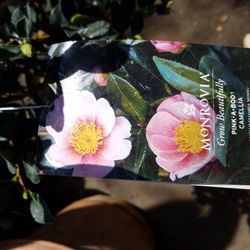 Flower Camellia