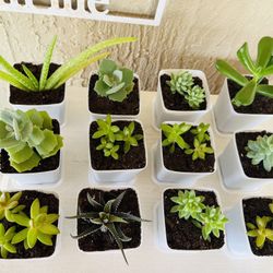 3 inch mini succulents
