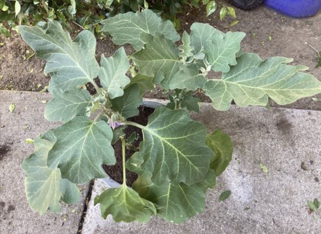 Eggplant plant