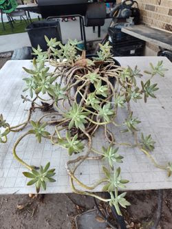 Succulent plant $20