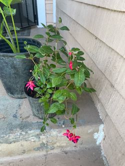 Fuchsia Plant
