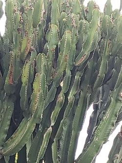 Beautiful Cactus cuttings. Save Water!