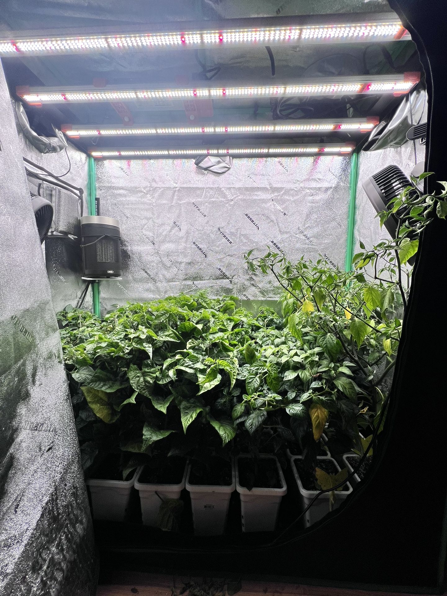 Grow Tent Setup