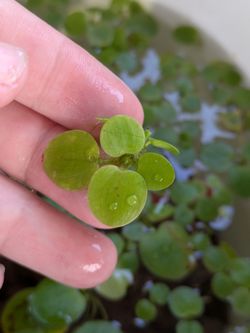 Frog bit floating plants $5 handful